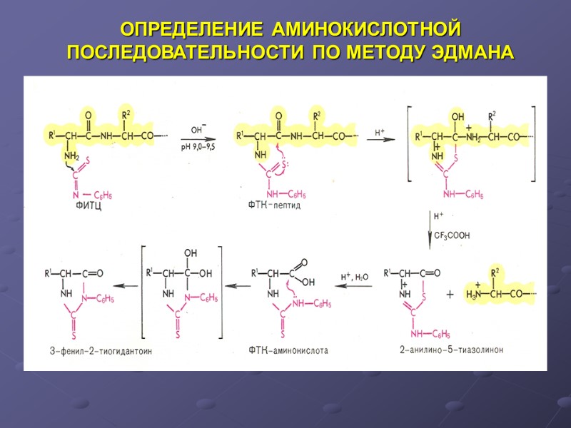 ОПРЕДЕЛЕНИЕ АМИНОКИСЛОТНОЙ ПОСЛЕДОВАТЕЛЬНОСТИ ПО МЕТОДУ ЭДМАНА